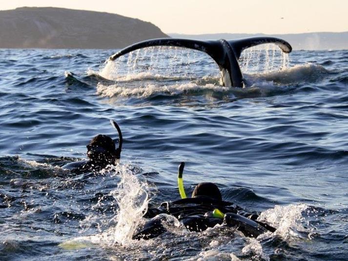 Ocean Quest